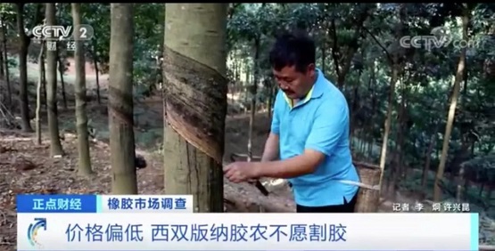 價格偏低 西雙版納膠農(nóng)不愿割膠 價格偏低 西雙版納膠農(nóng)不愿割膠