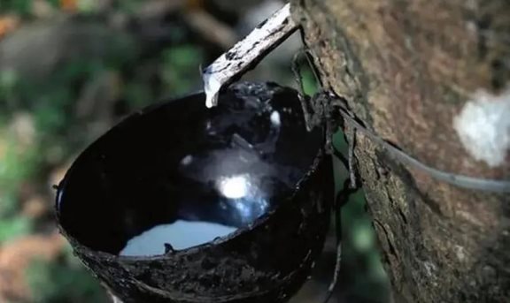 ANRPC預測世界天然膠供需缺口將增大 ANRPC預測世界天然膠供需缺口將增大