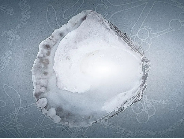 牡蠣殼制成的生物基填料代替炭黑？