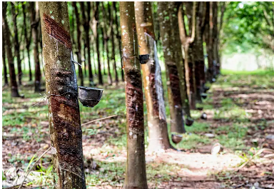 我國橡膠栽培割膠加工技術在湄公河五國全面覆蓋 我國橡膠栽培割膠加工技術在湄公河五國全面覆蓋