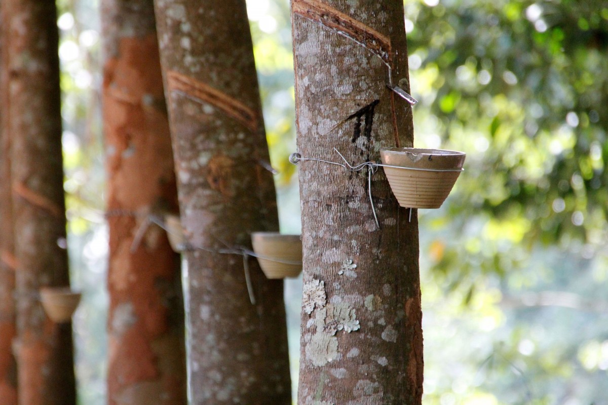 泰國前8個(gè)月天然橡膠、混合膠出口量同比下滑8.5%