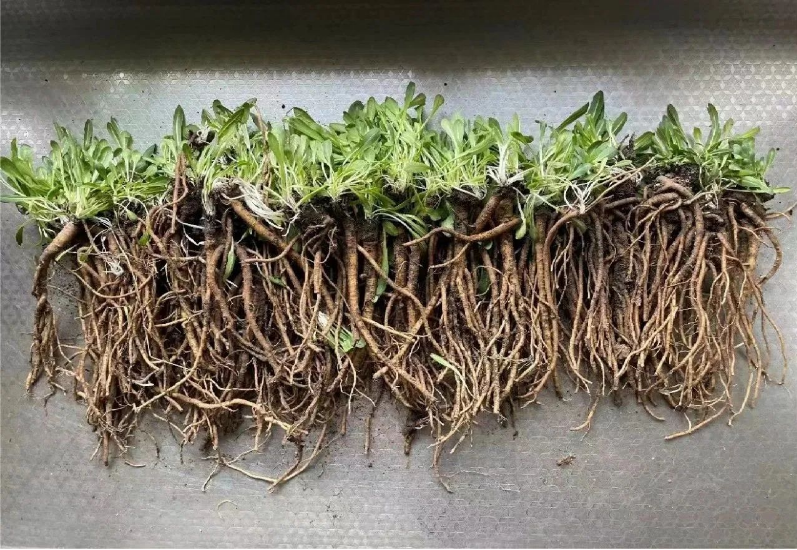 玲瓏著眼未來，搶占研究制高點，早在2012年已成功應用植物油替代石油類增塑劑，大大提升膠料可再生材料比例，同時開啟以蒲公英橡膠為主，兼顧銀膠菊橡膠和我國特有杜仲橡膠的第二天然橡膠的開發(fā)計劃。