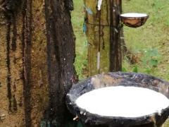 雙星輪胎柬埔寨工廠年采橡膠5-6萬噸