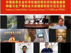 哇塞！瀾湄橡膠項(xiàng)目2024“成績單”亮眼