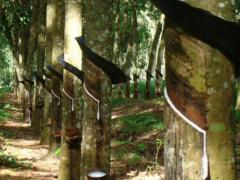 橡膠產(chǎn)業(yè)迎新機(jī) 大陸集團(tuán)印尼項(xiàng)目延長(zhǎng)至2027年
